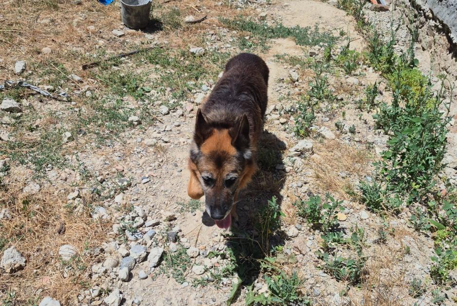 Fundmeldung Hund Männliche Saint-Victor-de-Cessieu Frankreich Fundmeldung Hund Männliche Saint-Victor-de-Cessieu Frankreich