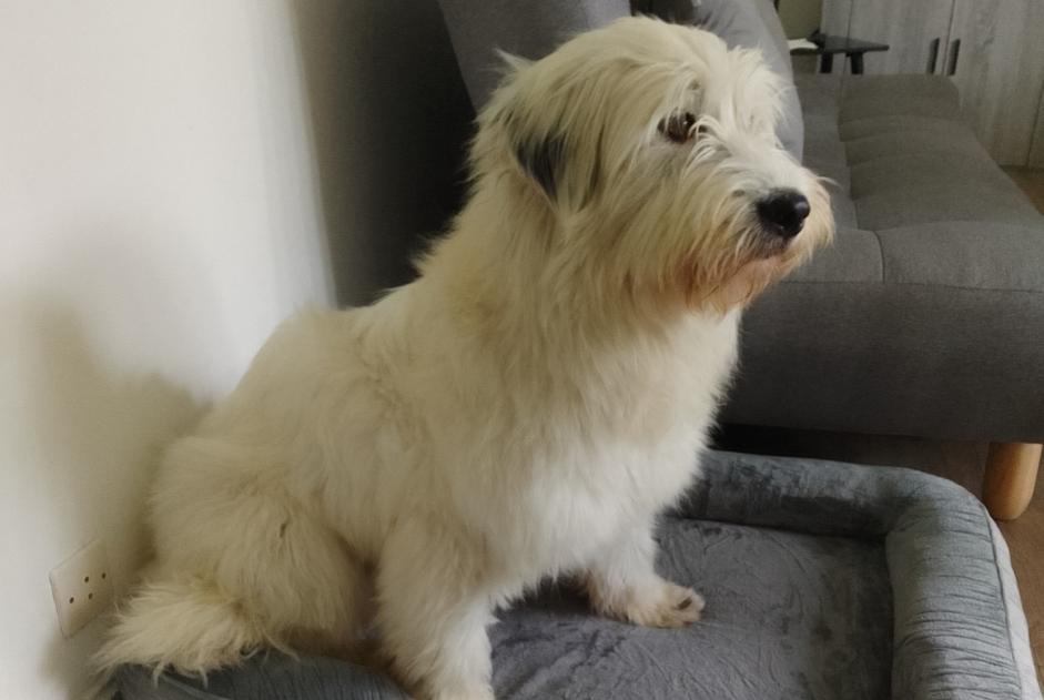 Disappearance alert Dog Female , 2 years Saint-Quentin-Fallavier France Disappearance alert Dog Female , 2 years Saint-Quentin-Fallavier France