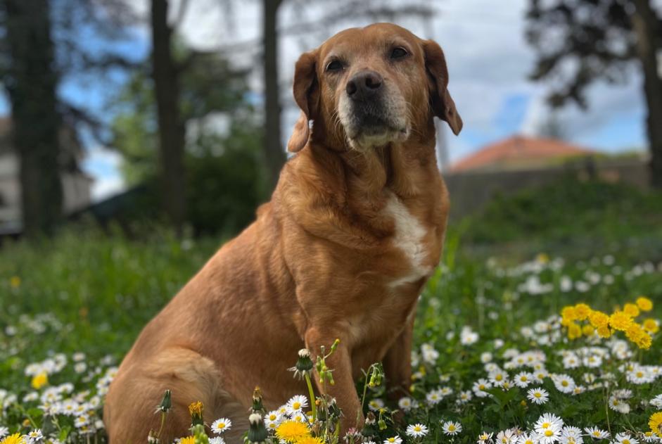 Alerte Disparition Chien croisement  Femelle , 14 ans Bougé-Chambalud France
