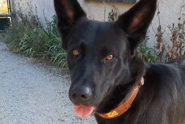 Alerte Découverte Chien croisement  Femelle Faramans France